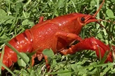 Heimische Ökosysteme bedroht: Invasive Krebsart in Sachsen gesichtet