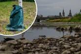 Umweltamt appelliert nach langer Trockenheit: Dresdner sollen die Bäume gießen