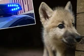 Welpe bei Unfall getötet: War es Nachwuchs der sächsischen "Springwölfe"?