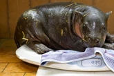 Nicht mehr lange ohne Namen: Berliner Hippo-Baby zum ersten Mal draußen