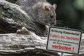 Ungeziefer in Sachsen: Hier herrscht Ratten-Alarm!