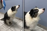Border Collie starrt nach oben: Was er dort fixiert, bringt so viele zum Lachen