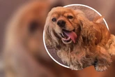 Toller Hund für Anfänger: Cocker Spaniel sucht neues Zuhause