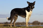 Schock am See: Hund beißt zu! Frau landet ins Krankenhaus