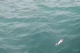Paar geht am Meer spazieren: Was sie dort im Wasser treiben sehen, bricht ihnen das Herz