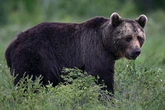Bär zerrt jungen Wanderer in den Wald: Einen Tag später wird seine Leiche gefunden