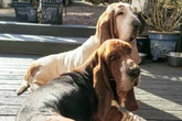 Hunde kriegen ihre wunden Augen kaum auf, doch noch Schlimmeres peinigt sie