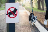 Gassi-Verbot im Iran! Hunde dürfen nicht mehr vor die Tür