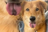 Golden Retriever hat dunklen Fleck auf der Zunge: Ein DNA-Test zeigt sofort den Grund