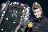 Nach Rettung von Buckelwal "Timmy": Tierärztin bläst zum Angriff