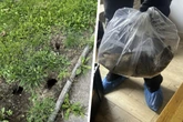 Größte Ratte in der Landesgeschichte: Monster-Nager terrorisiert Hausbesitzer