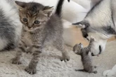 Winzige Babykatze trifft auf großen Husky - dann wird sie übermütig