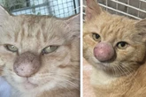 Tierschützer in Sorge: Kater mit unheimlicher XXL-Nase gerettet