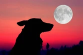 Horoskop morgen: Tageshoroskop kostenlos für den 12.6.2025