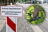 Sachsens Landtag muss Passanten warnen: Vorsicht - Krähen im Angriffsmodus!