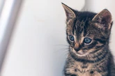 Kölner Tierretter teilen grausamen Fall: Junger Mann misshandelt Babykatze in TikTok-Livestream