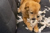 Dein Hund frisst Papier wie Leckerlis? Daran liegt es