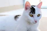 Trauriges Schicksal: Kater Panda von seinem Besitzer misshandelt