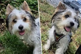 Nach zwei Operationen: Niedlicher Yorkie-Welpe sucht neues Zuhause