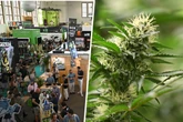 U-Haft in Dresden statt "Mary Jane" in Berlin: Mann mit kiloweise Kiff-Kraut gestoppt