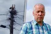 Horst-Case-Szenario! Energieversorger verjagt Storchenpaar von Strommast in Ostsachsen