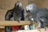 Papagei Chester sucht dringend nach Traumfrau: Happy End für den lustigen Vogel?