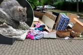 Rattenplage in vielen Städten: Wie sieht es in Chemnitz aus?
