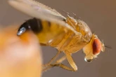 Fruchtfliegen loswerden: Diese Hausmittel sind besonders effektiv