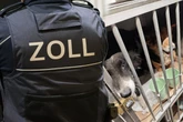 45 Hunde für weite Reise in Transporter gepfercht: Zoll schreitet ein