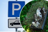 Kätzchen herzlos auf Parkplatz ausgesetzt, doch die Keinen hatten großes Glück