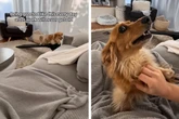 Wie dieser Dackel sein Frauchen grüßt, lässt alle Herzen schmelzen