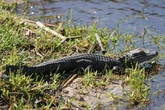 Alligator in Vechta gesichtet: Tappt das Reptil in die Falle?