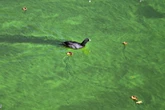 Blaualgen-Alarm! Hier in Sachsen solltet Ihr aktuell nicht baden