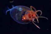 Sensation in der Tiefsee: Forscher filmen Riesen-Tintenfisch