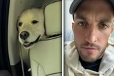 Herrchen filmt Golden Retriever: Doch nur 90 Sekunden später folgt riesiger Schock
