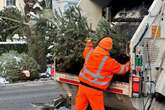 Entsorgung noch vor Silvester: Wohin mit dem Weihnachtsbaum?