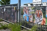 Nach Ausbruch von Tiger Sandokan: Ungewisse Zukunft für Raubkatzen der "Tiger-Queen"