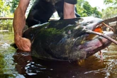 Killer-Wels zurück? Fisch verletzt Schwimmerin