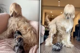 Zwergdackel und Hund treffen aufeinander: Was dann passiert, löst Gelächter aus
