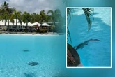Frau entdeckt Krokodil in Hotel-Pool: Mit der Reaktion der anderen Gäste hat sie nicht gerechnet