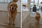 Golden Retriever bettelt um Aufmerksamkeit: Was seine Schwester tut, sorgt für Lachkrämpfe