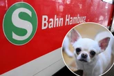 Einsatz am Bahnhof Altona: Halter sturzbetrunken - Hund läuft ins Gleis