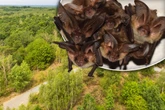 Fledermausrufe im Naturschutzgebiet: Drei neue Arten entdeckt