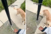 Leine verheddert sich um Straßenlaterne - die Reaktion des Golden Retrievers erheitert so viele