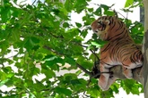 Tiger chillt in Leipziger Baum: Stadt "unterstützt dauerhafte Ansiedlung"