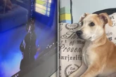 Hund sorgt mit Reaktion auf Filmszene für Gelächter: Doch es wird noch kurioser