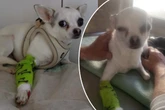 Tierpfleger unter Schock: Plötzlich muss Chihuahua-Mädchen Kisha zur Not-OP