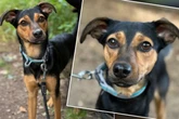 Hündin landet "völlig verschüchtert" im Tierheim: Was hat Tami bloß durchgemacht?