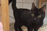 Sie hat einen letzten Wunsch: Katze Mosia will nicht im Tierheim sterben