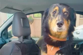 Rettende OP nicht erfolgreich: Hund Paul ereilt der nächste Schicksalsschlag